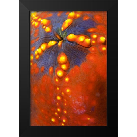 Indonesia, Komodo NP Sea cucumber variety Black Modern Wood Framed Art Print by Shimlock, Jones