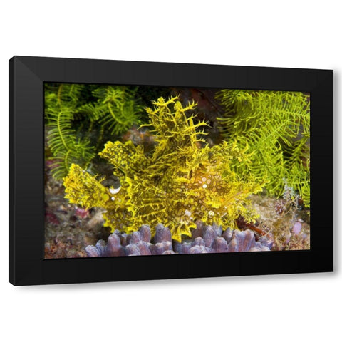 Indonesia, Komodo NP Weedy scorpionfish Black Modern Wood Framed Art Print by Shimlock, Jones