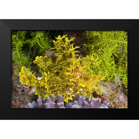 Indonesia, Komodo NP Weedy scorpionfish Black Modern Wood Framed Art Print by Shimlock, Jones