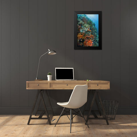 Indonesia, Komodo NP Lionfish swimming over reef Black Modern Wood Framed Art Print by Shimlock, Jones