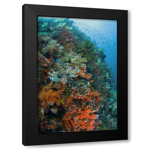 Indonesia, Komodo NP Lionfish swimming over reef Black Modern Wood Framed Art Print with Double Matting by Shimlock, Jones