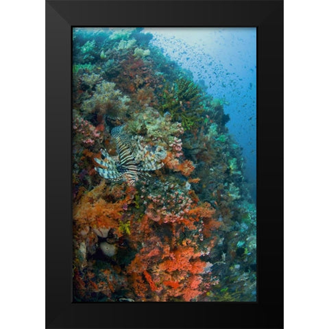 Indonesia, Komodo NP Lionfish swimming over reef Black Modern Wood Framed Art Print by Shimlock, Jones