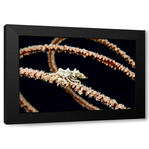 Indonesia, Komodo NP Wire coral crab on coral Black Modern Wood Framed Art Print by Shimlock, Jones