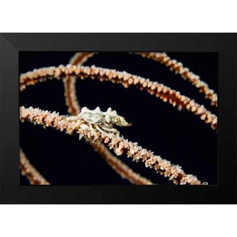 Indonesia, Komodo NP Wire coral crab on coral Black Modern Wood Framed Art Print by Shimlock, Jones