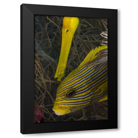 Indonesia A trumpetfish and sweetlip fish Black Modern Wood Framed Art Print by Shimlock, Jones