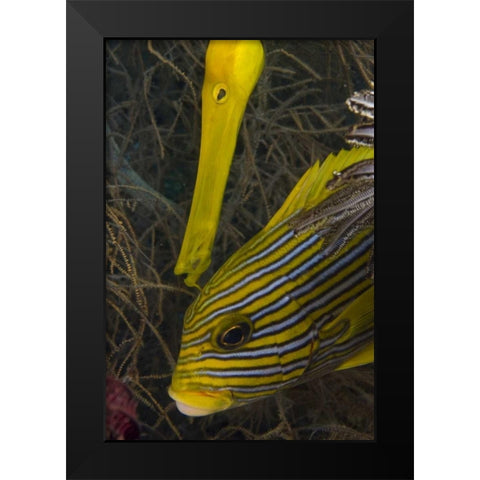 Indonesia A trumpetfish and sweetlip fish Black Modern Wood Framed Art Print by Shimlock, Jones