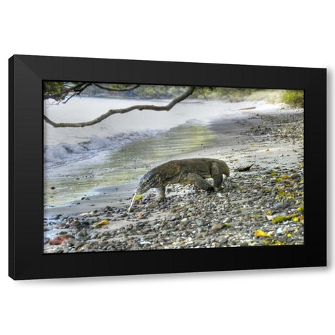 Komodo dragon on a beach, Komodo NP, Indonesia Black Modern Wood Framed Art Print by Shimlock, Jones
