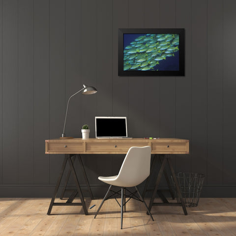 Indonesia, Komodo NP Schooling lined snappers Black Modern Wood Framed Art Print by Shimlock, Jones