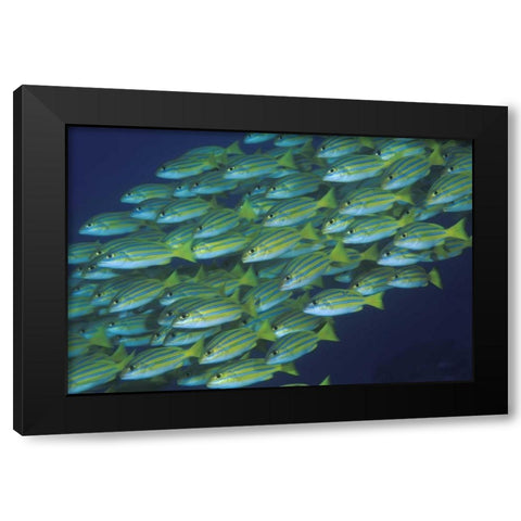 Indonesia, Komodo NP Schooling lined snappers Black Modern Wood Framed Art Print by Shimlock, Jones