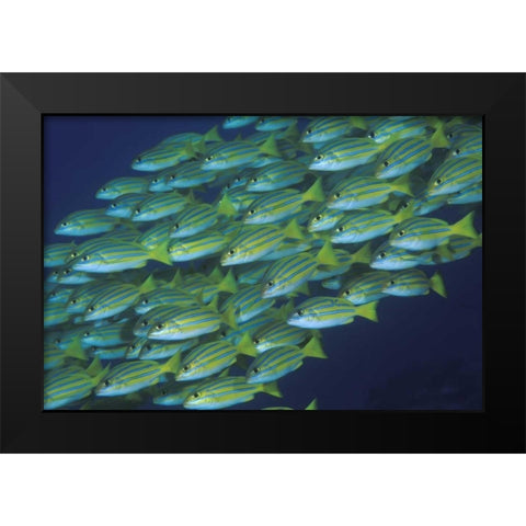 Indonesia, Komodo NP Schooling lined snappers Black Modern Wood Framed Art Print by Shimlock, Jones