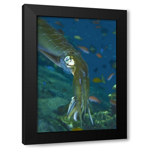 Close-up of a squid, Lembata Island, Indonesia Black Modern Wood Framed Art Print by Shimlock, Jones