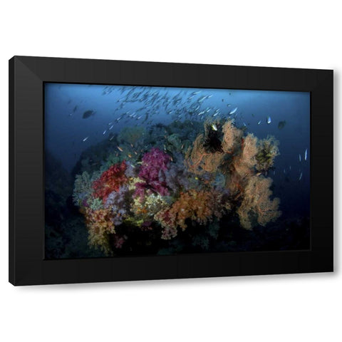 Indonesia, Papua, Raja Ampat Coral and fish Black Modern Wood Framed Art Print with Double Matting by Shimlock, Jones
