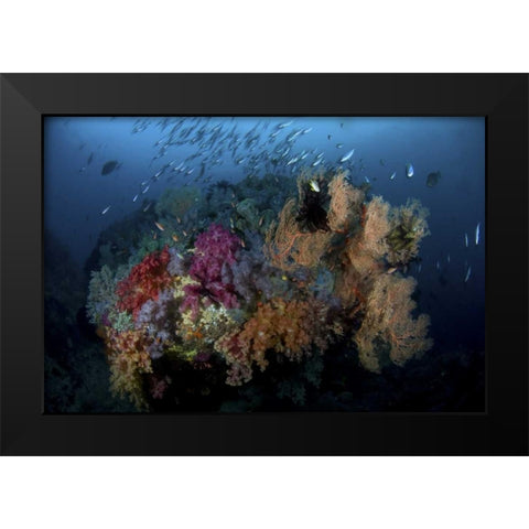 Indonesia, Papua, Raja Ampat Coral and fish Black Modern Wood Framed Art Print by Shimlock, Jones