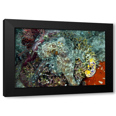 Octopus on coral, New Guinea Isl, Indonesia Black Modern Wood Framed Art Print with Double Matting by Shimlock, Jones