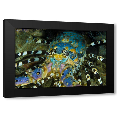 Lobster, Raja Ampat, Papua, Indonesia Black Modern Wood Framed Art Print by Shimlock, Jones