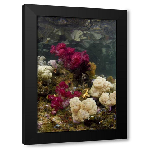 Indonesia, Papua, Raja Ampat Colorful reef Black Modern Wood Framed Art Print by Shimlock, Jones