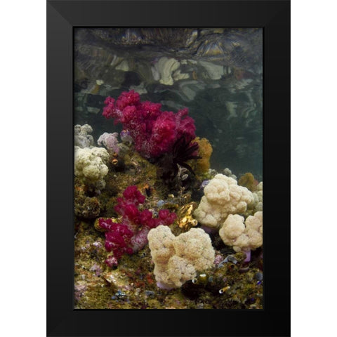 Indonesia, Papua, Raja Ampat Colorful reef Black Modern Wood Framed Art Print by Shimlock, Jones