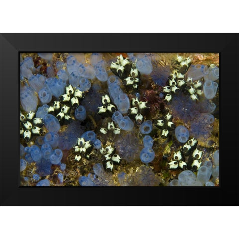 Indonesia Bluebell tunicates and marine life Black Modern Wood Framed Art Print by Shimlock, Jones