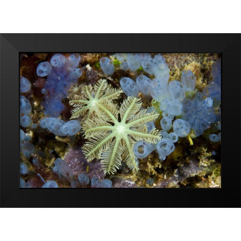 Bluebell tunicates and corals, Papua, Indonesia Black Modern Wood Framed Art Print by Shimlock, Jones