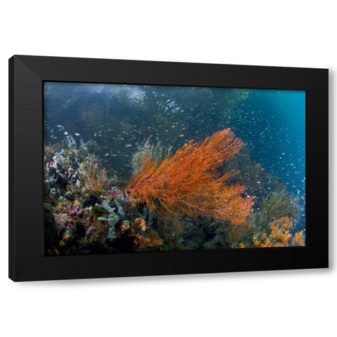 Indonesia, New Guinea Isl Corals in a mangrove Black Modern Wood Framed Art Print by Shimlock, Jones