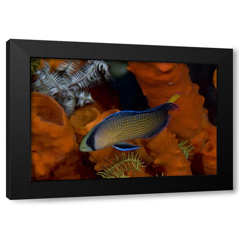 Indonesia, Papua, Raja Ampat Dottyback fish Black Modern Wood Framed Art Print with Double Matting by Shimlock, Jones