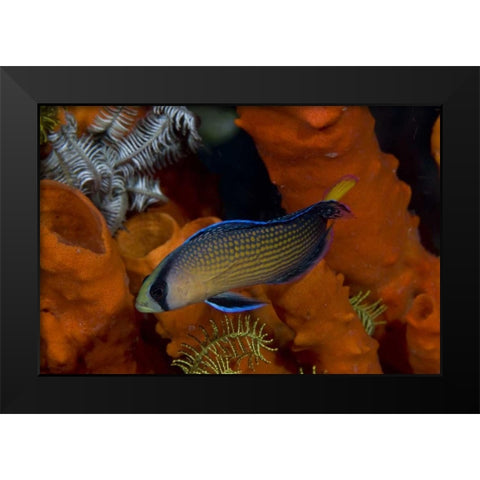 Indonesia, Papua, Raja Ampat Dottyback fish Black Modern Wood Framed Art Print by Shimlock, Jones