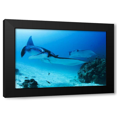 Indonesia, Papua, Manta Point Two manta rays Black Modern Wood Framed Art Print with Double Matting by Shimlock, Jones