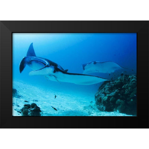 Indonesia, Papua, Manta Point Two manta rays Black Modern Wood Framed Art Print by Shimlock, Jones