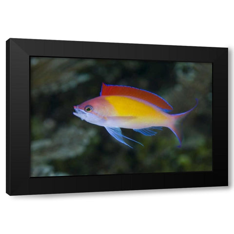 Indonesia, Papua, Raja Ampat Anthias fish Black Modern Wood Framed Art Print with Double Matting by Shimlock, Jones