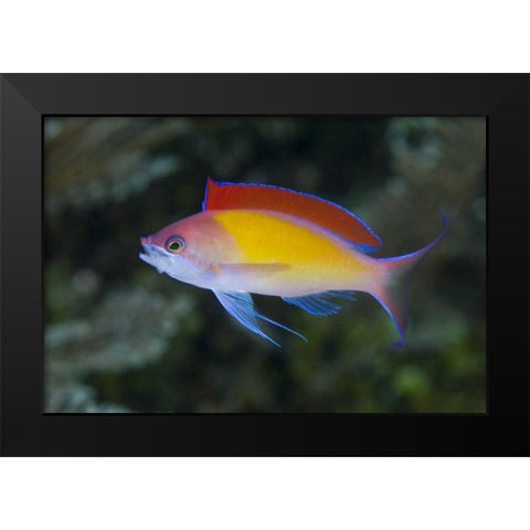 Indonesia, Papua, Raja Ampat Anthias fish Black Modern Wood Framed Art Print by Shimlock, Jones