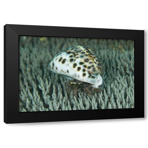 Hermit crab amid coral, Papua, Indonesia Black Modern Wood Framed Art Print by Shimlock, Jones