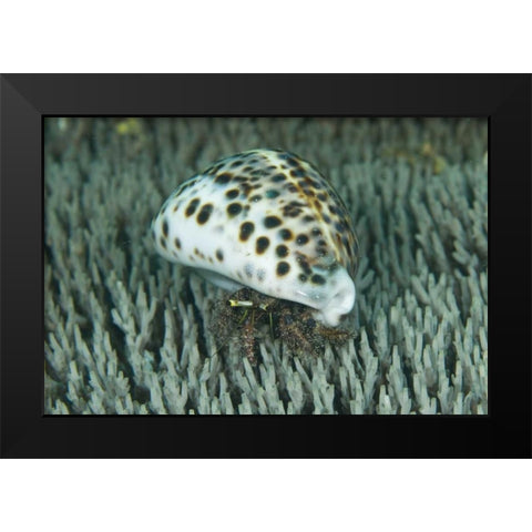 Hermit crab amid coral, Papua, Indonesia Black Modern Wood Framed Art Print by Shimlock, Jones