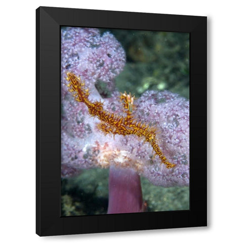 Indonesia, Papua, Raja Ampat Pipefish swimming Black Modern Wood Framed Art Print by Shimlock, Jones