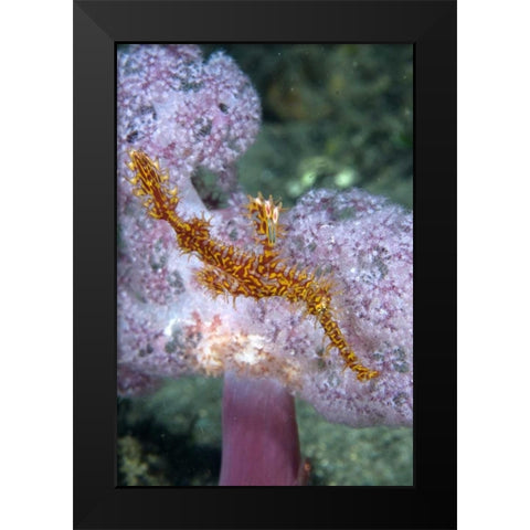 Indonesia, Papua, Raja Ampat Pipefish swimming Black Modern Wood Framed Art Print by Shimlock, Jones