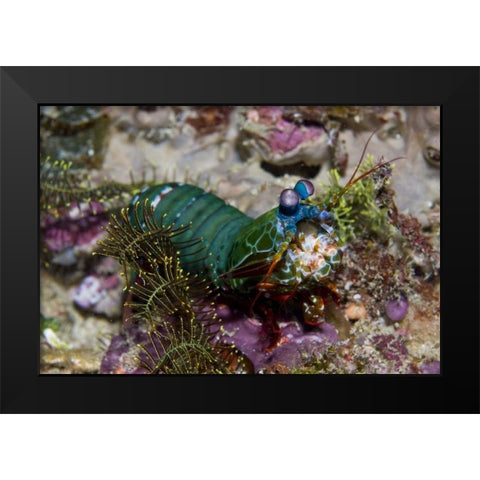 Mantis shrimp, New Guinea Island, Indonesia Black Modern Wood Framed Art Print by Shimlock, Jones