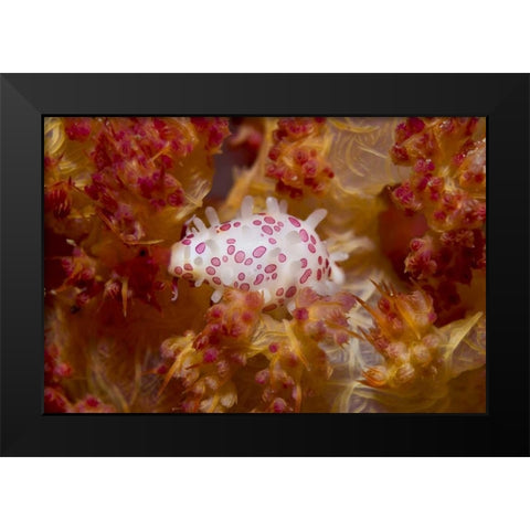 Indonesia, New Guinea Island Cowry mollusks Black Modern Wood Framed Art Print by Shimlock, Jones