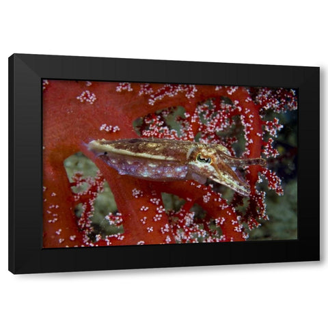 Cuttlefish amid corals, New Guinea Isl, Indonesia Black Modern Wood Framed Art Print by Shimlock, Jones