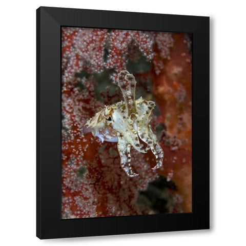 Indonesia, New Guinea Isl Cuttlefish amid corals Black Modern Wood Framed Art Print with Double Matting by Shimlock, Jones