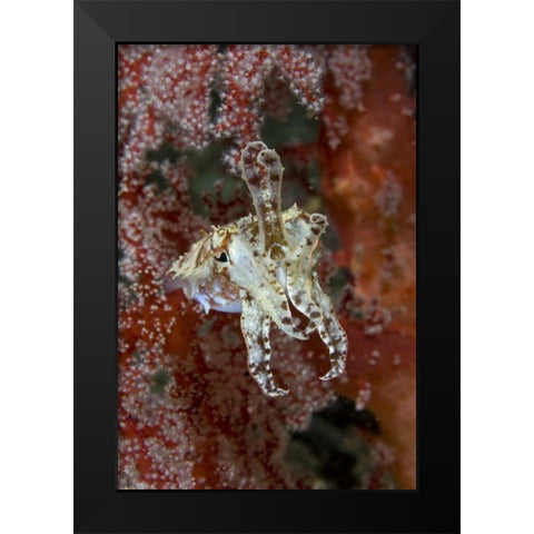 Indonesia, New Guinea Isl Cuttlefish amid corals Black Modern Wood Framed Art Print by Shimlock, Jones