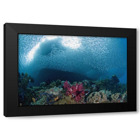 Indonesia School of silvery baitfish over coral Black Modern Wood Framed Art Print by Shimlock, Jones
