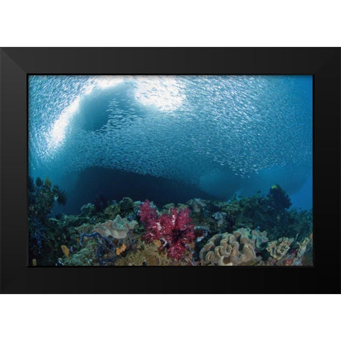 Indonesia School of silvery baitfish over coral Black Modern Wood Framed Art Print by Shimlock, Jones