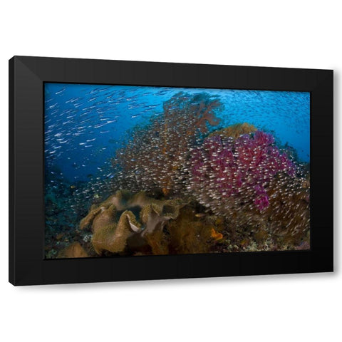 Indonesia Silvery glassfish swim past coral Black Modern Wood Framed Art Print with Double Matting by Shimlock, Jones