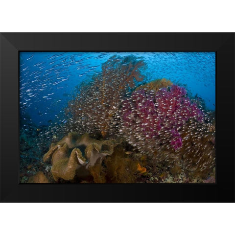 Indonesia Silvery glassfish swim past coral Black Modern Wood Framed Art Print by Shimlock, Jones