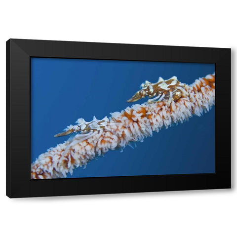 Indonesia, Komodo NP Wire coral crabs on coral Black Modern Wood Framed Art Print by Shimlock, Jones