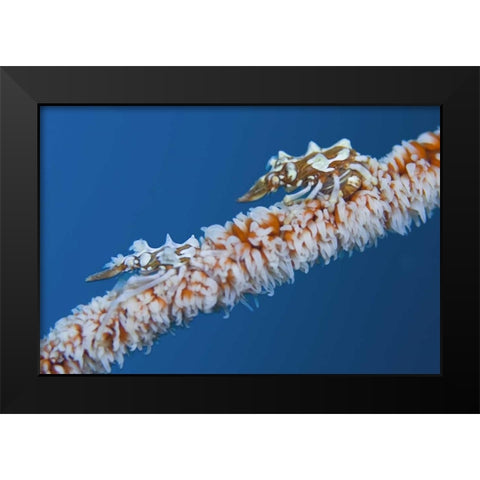 Indonesia, Komodo NP Wire coral crabs on coral Black Modern Wood Framed Art Print by Shimlock, Jones