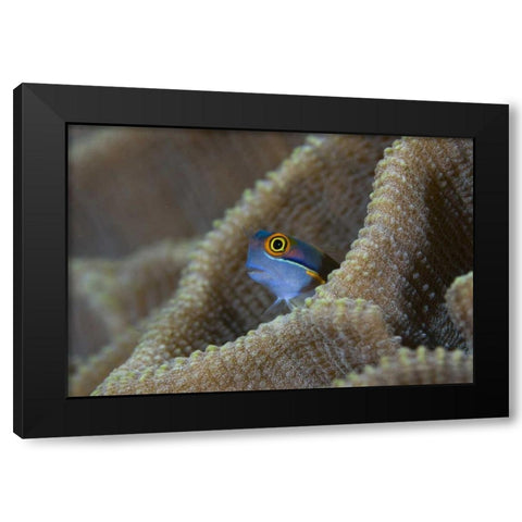 Blenny fish inside coral reef, Indonesia Black Modern Wood Framed Art Print with Double Matting by Shimlock, Jones