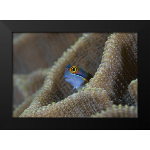 Blenny fish inside coral reef, Indonesia Black Modern Wood Framed Art Print by Shimlock, Jones