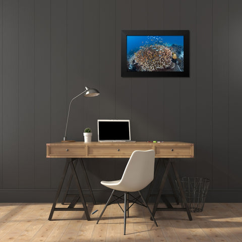 Indonesia Diverse, coral reef marine ecosystem Black Modern Wood Framed Art Print by Shimlock, Jones