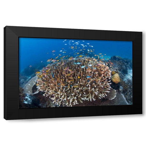 Indonesia Diverse, coral reef marine ecosystem Black Modern Wood Framed Art Print with Double Matting by Shimlock, Jones