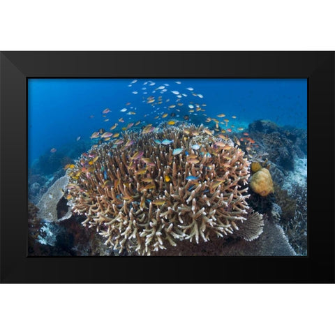 Indonesia Diverse, coral reef marine ecosystem Black Modern Wood Framed Art Print by Shimlock, Jones